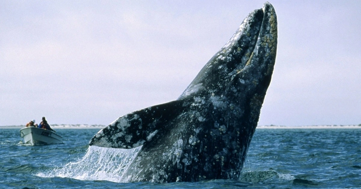 Ban đầu, các nhà khoa học không chắc chắn liệu con cá voi này có phải là cá voi xám hay không, nhưng chúng có bướu trên lưng và một đường gờ rõ ràng, đặc điểm của cá voi xám.