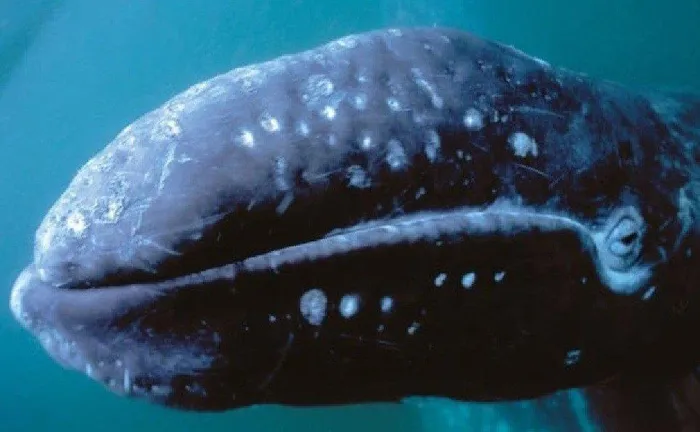  Loài cá voi xám thường sinh sống ở phía bắc Thái Bình Dương và đã mất tích khỏi Đại Tây Dương vào thế kỷ 18.