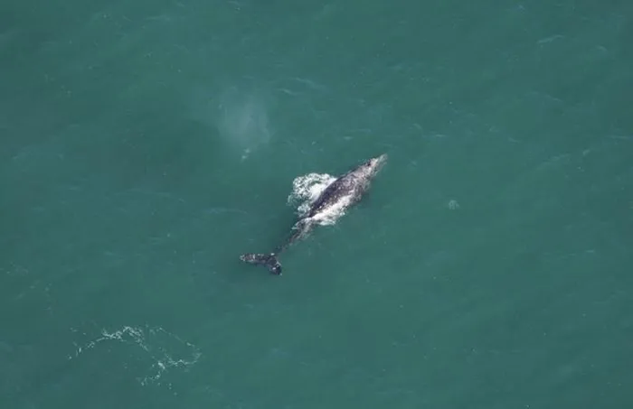 Mới đây, bộ phận khảo sát đại dương từ trên không của thủy cung New England phát hiện một con cá voi xám ngoài khơi bờ biển Nantucket, Massachusetts, Mỹ, với ước tính cân nặng khoảng 27.200 kg.