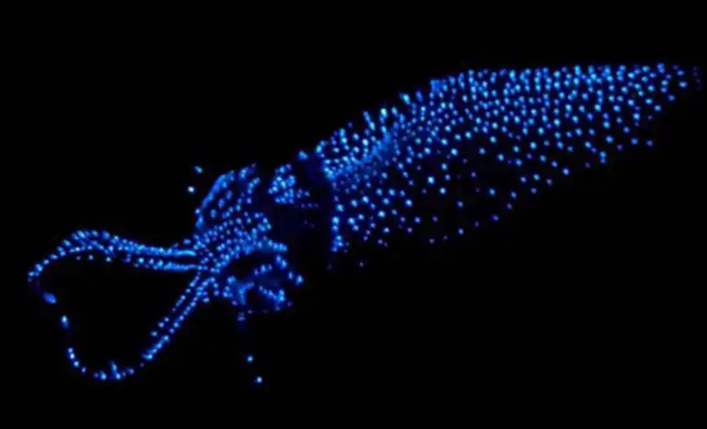 5. Mực đom đóm: Mực đom đóm có thể phát ra ánh sáng mờ trên cơ thể để thu hút bạn tình và sinh sản.