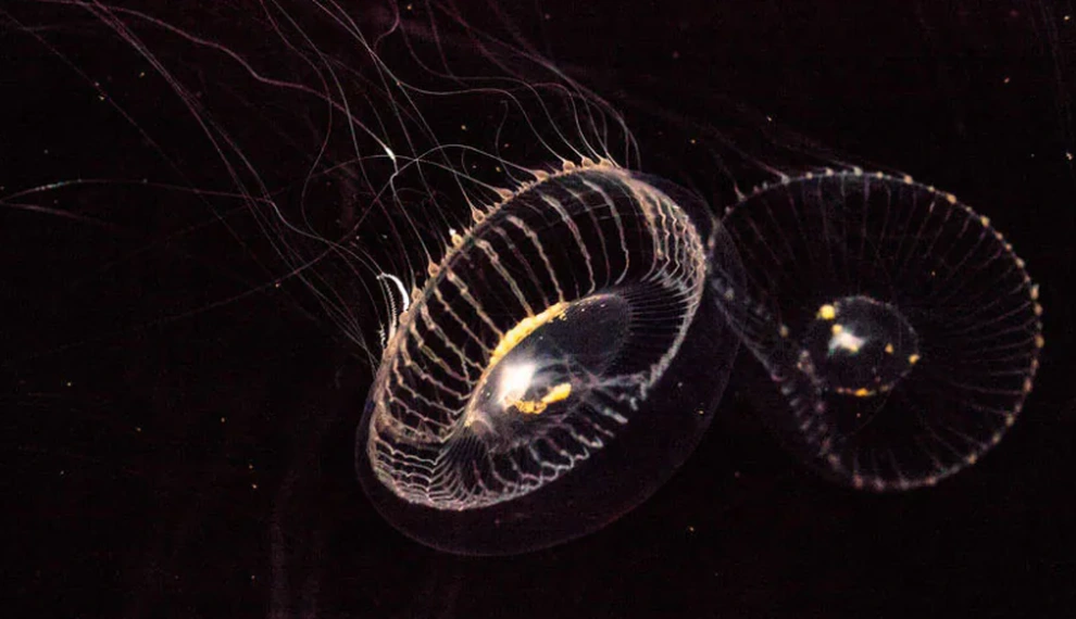 6. Sứa pha lê: Loại sứa này phát ra ánh sáng đa màu khi di chuyển, tạo ra hiệu ứng cầu vồng và đóng vai trò quan trọng trong nghiên cứu khoa học.