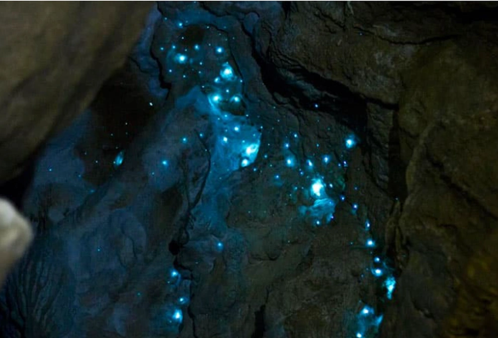 4. Sâu phát sáng New Zealand: Các ấu trùng của một loài côn trùng ở New Zealand có thể treo lơ lửng trong hang động, phát sáng để thu hút và bắt những con bọ nhỏ.