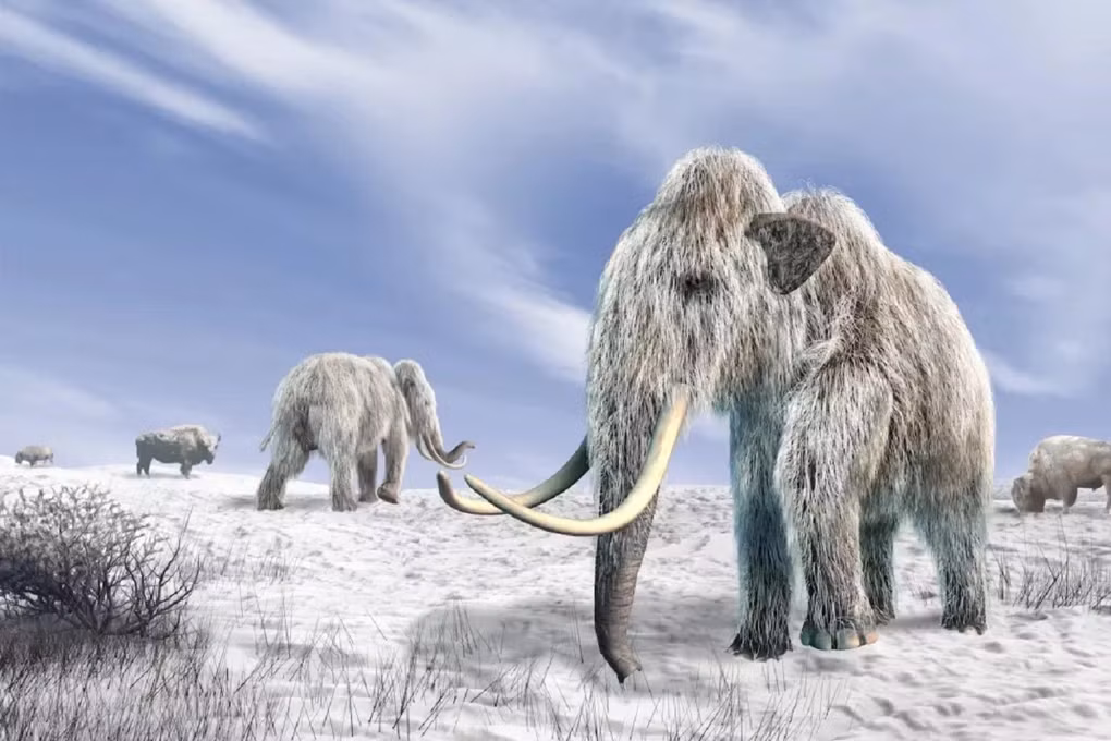 Nam 2028, voi ma mut co the duoc hoi sinh?