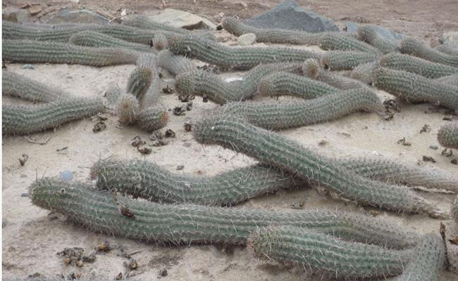 Hiện tại, xương rồng Haageocereus Tenuis đang được trồng trong nhà kính ở Los Angeles.