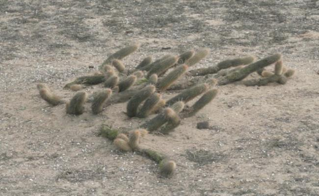 Cửa hàng này được mô tả như một cơ quan nhận chăm sóc sinh vật và luôn chú trọng đến việc đảm bảo sự an toàn cho cây một cách tối đa. Ở Việt Nam, xương rồng là cây dại, mọc đầy ven đường và rất ít người biết giá trị của chúng.