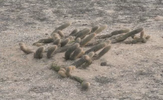 Cửa hàng này được mô tả như một cơ quan nhận chăm sóc sinh vật và luôn chú trọng đến việc đảm bảo sự an toàn cho cây một cách tối đa. Ở Việt Nam, xương rồng là cây dại, mọc đầy ven đường và rất ít người biết giá trị của chúng.