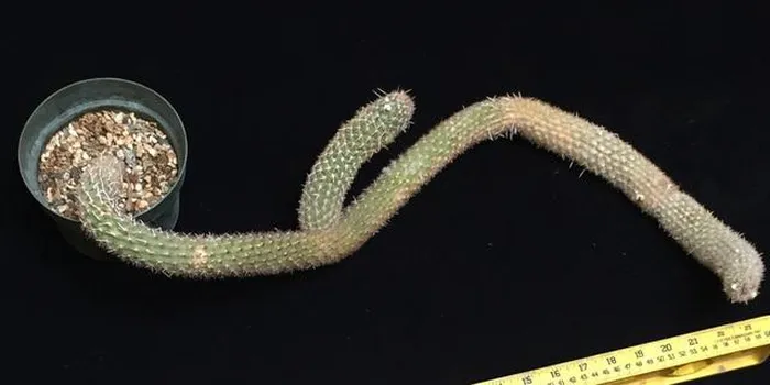 Loài cây xương rồng này là món quà tặng từ một nhà khoa học dành phần lớn cuộc đời để nghiên cứu về xương rồng cho cửa hàng.