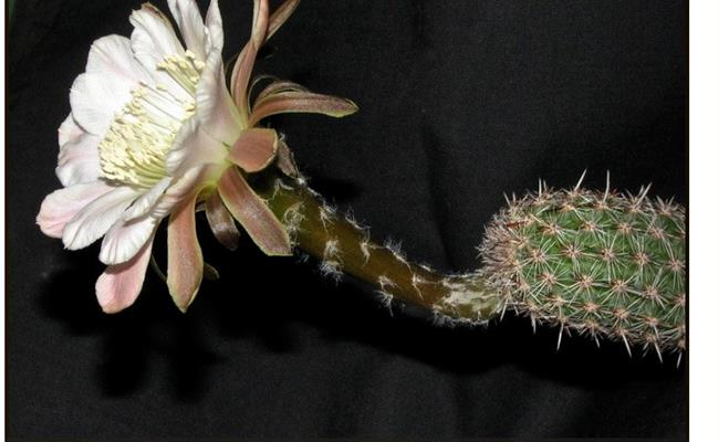 Bảo tồn giống xương rồng hiếm này là thách thức của các nhà nghiên cứu, bởi thông tin về nó hiện vẫn rất mù mờ.