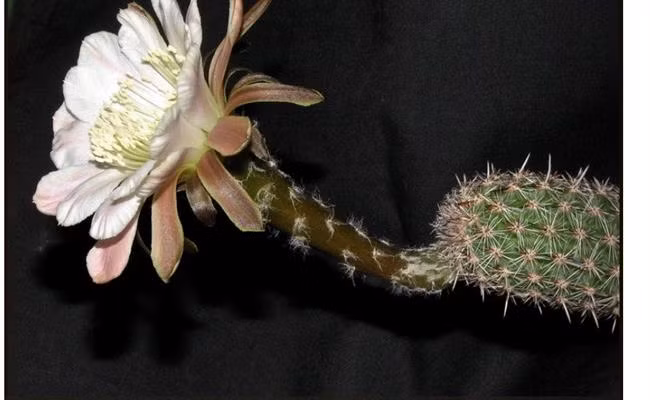 Bảo tồn giống xương rồng hiếm này là thách thức của các nhà nghiên cứu, bởi thông tin về nó hiện vẫn rất mù mờ.