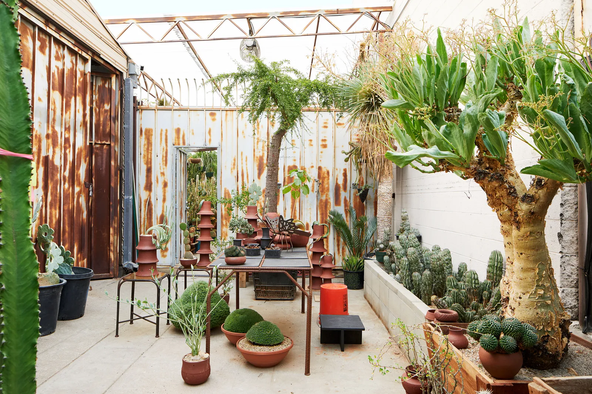 Mặc dù cửa hàng chỉ đăng bán loài cây xương rồng hiếm này trên trang web của mình cho vui và không có ý định bán thực sự, nhưng họ luôn tiếp nhận các loại cây từ khắp nơi trên thế giới, bao gồm từ các nhà sưu tập cây trồng, các nhà kính thí nghiệm, người trồng trọt bình thường gửi về.