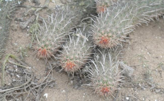 Đây là giống cây hiếm Haageocereus tenuis, được các chuyên gia dự báo có nguy cơ tuyệt chủng trong khoảng chục năm tới.