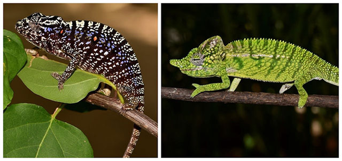 Các nhà nghiên cứu đã tiến hành tìm kiếm tắc kè hoa Voeltzkow ở Madagascar từ tháng 3/2018, nhưng không có kết quả đáng chú ý cho đến gần cuối chuyến thám hiểm.