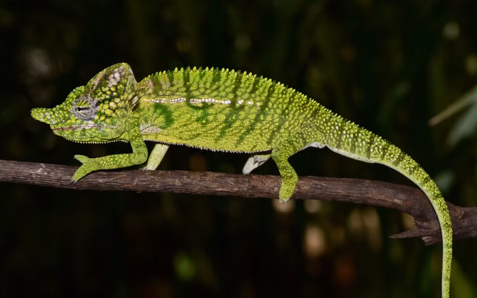 Loài này còn nổi tiếng với khả năng ngụy trang tài tình bằng cách thay đổi màu sắc da theo môi trường và cảm xúc của chúng.