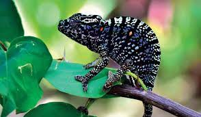 Tính đến nay, đây là loài bò sát có tuổi thọ ngắn nhất từng được ghi nhận, chỉ sống vài tháng sau khi trưởng thành.