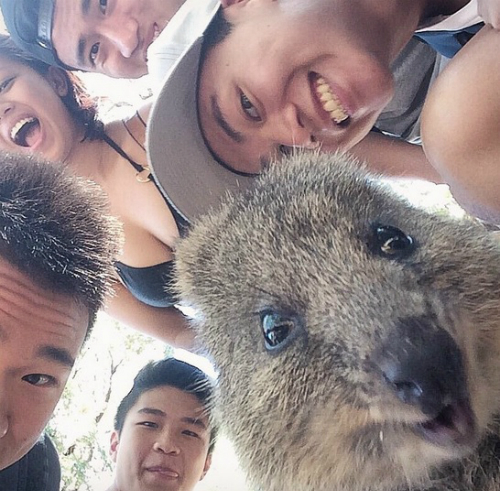 Cuối cùng, chúng còn có khả năng điều hòa thân nhiệt rất mạnh, giúp thích ứng với môi trường sống khắc nghiệt.