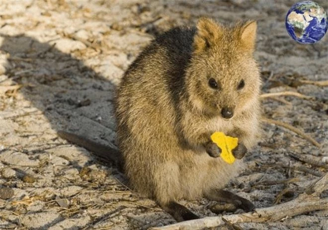 Tuy tuổi thọ chỉ khoảng 5 năm, nhưng vẻ ngoài dễ thương và tính cách thân thiện của kangaroo đuôi ngắn vẫn làm cho chúng trở nên đặc biệt.