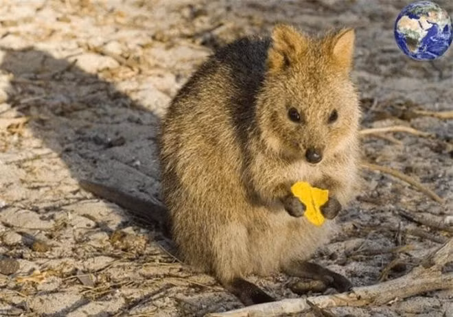 Tuy tuổi thọ chỉ khoảng 5 năm, nhưng vẻ ngoài dễ thương và tính cách thân thiện của kangaroo đuôi ngắn vẫn làm cho chúng trở nên đặc biệt.