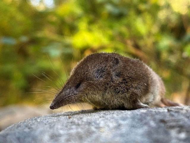 5. Loài chuột chù lùn Mỹ có khả năng trao đổi chất cao và cần tiêu thụ một lượng thức ăn lớn gấp ba lần trọng lượng cơ thể mỗi ngày để duy trì sự sống.