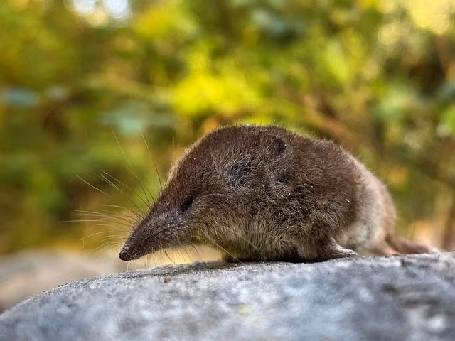 5. Loài chuột chù lùn Mỹ có khả năng trao đổi chất cao và cần tiêu thụ một lượng thức ăn lớn gấp ba lần trọng lượng cơ thể mỗi ngày để duy trì sự sống.