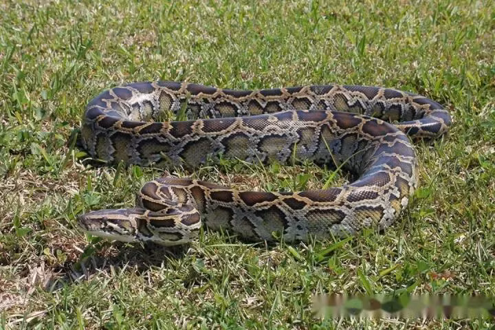 3. Trăn Miến Điện là một trong những loài trăn lớn nhất thế giới. Dù ăn không thường xuyên nhưng chúng có khả năng tiêu thụ một lượng lớn thức ăn mỗi lần, bao gồm cả con mồi có kích thước lớn gấp đôi trọng lượng cơ thể của chúng.