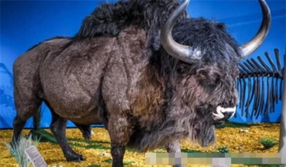 8. Prairie Bison: Loài bò rừng thảo nguyên, sống ở Bắc Mỹ, đã tuyệt chủng khoảng 10.000 năm trước. Các nhà khoa học đang cố gắng nhân bản loài này từ năm 2015.