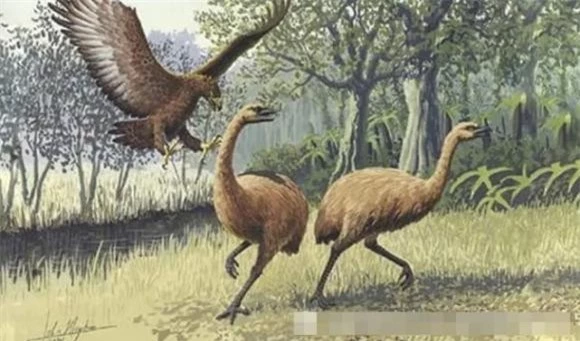 2. Chim moa: Loài chim không biết bay, sống ở New Zealand. Các nhà khoa học tại Đại học Harvard đã cố gắng đưa bộ gen vào sinh vật sống từ xương ngón chân của các mẫu vật.