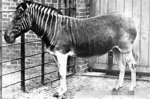 7. Quagga: Một phân loài của ngựa vằn, sống ở Nam Phi, đã tuyệt chủng vào cuối thế kỷ 19. Các nhà khoa học đang sử dụng kỹ thuật nhân giống chọn lọc để phục hồi quagga, nhưng dự án gây tranh cãi.