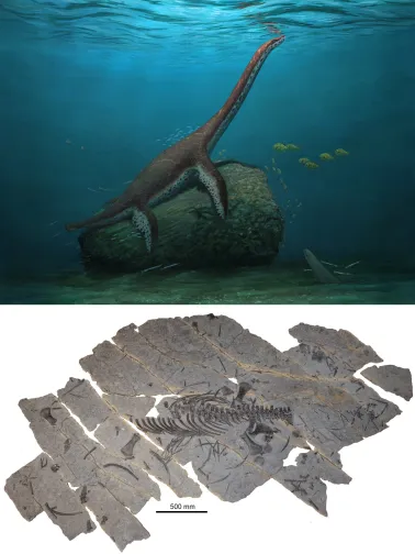 Loài Franconiasaurus brevispinus thể hiện các đặc điểm kết hợp của loài thằn lằn cổ rắn đầu tiên trên Trái Đất với nhiều loài sau này.