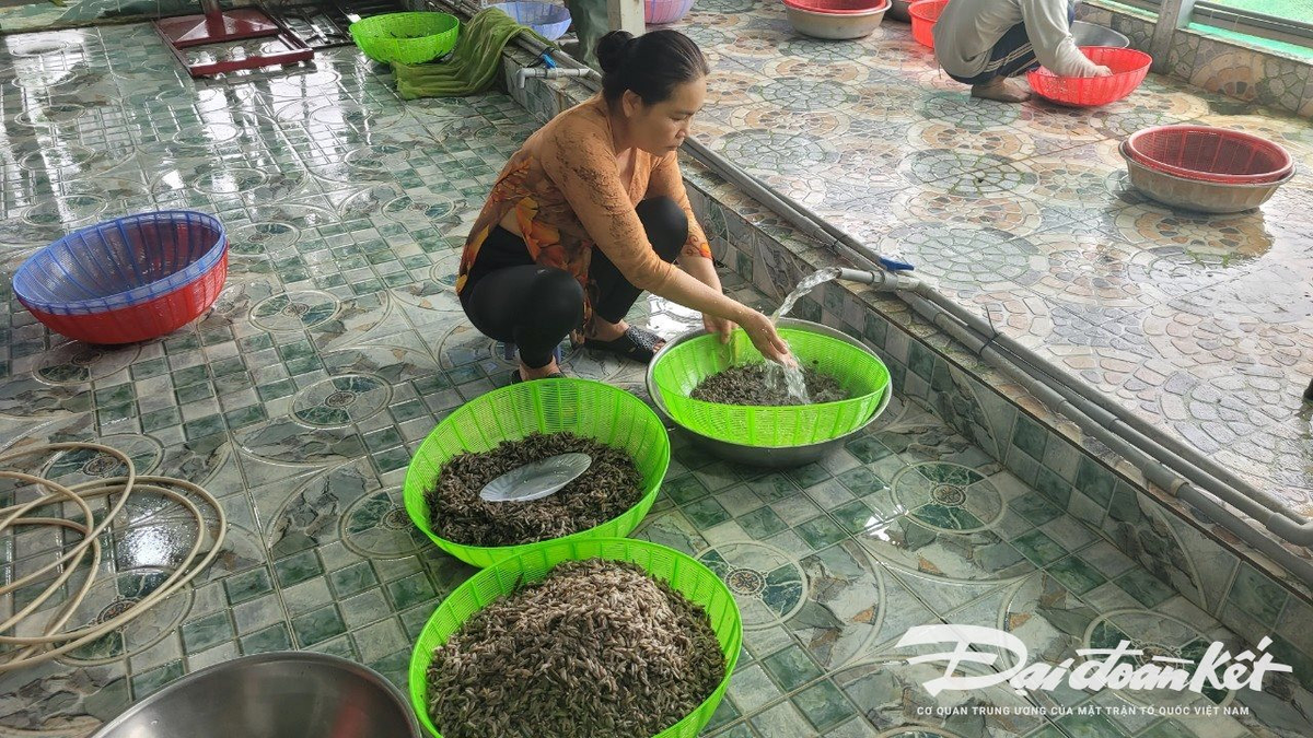 Mam ca lia thia, dac san danh tieng cua vung bien gioi-Hinh-5