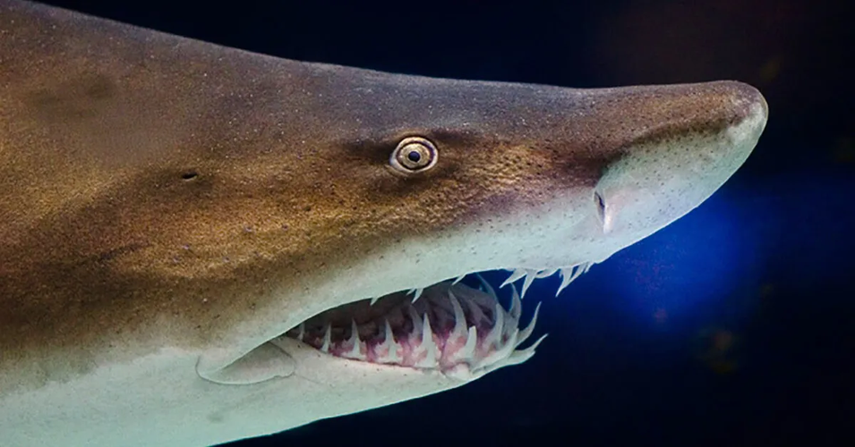 Trước thảm họa này, thương long được coi là loài đứng đầu chuỗi thức ăn đại dương. Tuy nhiên, Palaeohypotodus bizzocoi, mặc dù kích thước không lớn nhưng đã trở thành sát thủ số 1 của đại dương trong giai đoạn này.