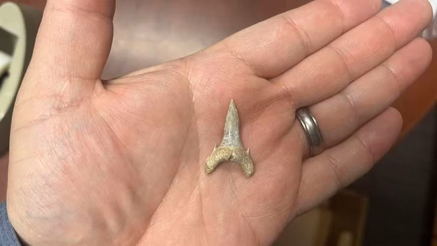 Giáo sư Hun Ebersole, chuyên gia cá mập, đã không thể xác định loài này, dẫn đến việc tiến hành nghiên cứu chi tiết.