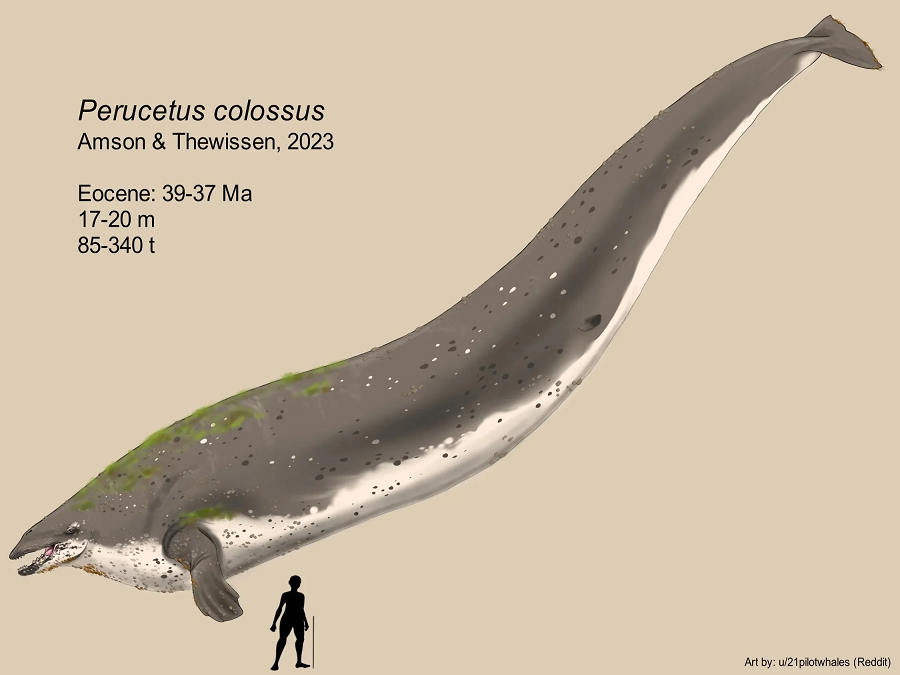 Ban đầu, Perucetus colossus được cho là sinh vật lớn nhất mọi thời đại, nhưng sau đó ước tính về cân nặng của nó bị điều chỉnh.