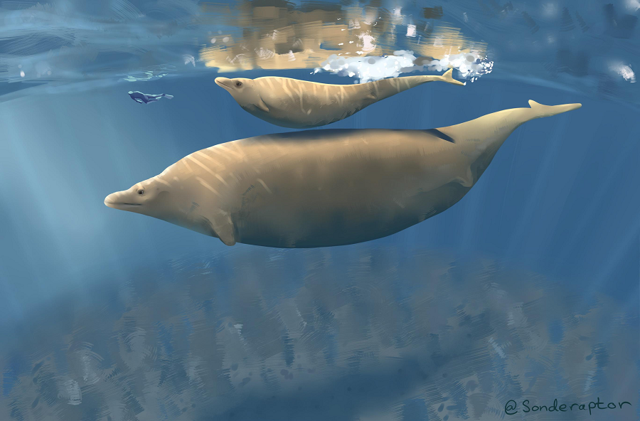 Nghiên cứu này đã mở ra những hiểu biết mới về sinh vật biển cổ đại và sự tiến hóa của chúng.