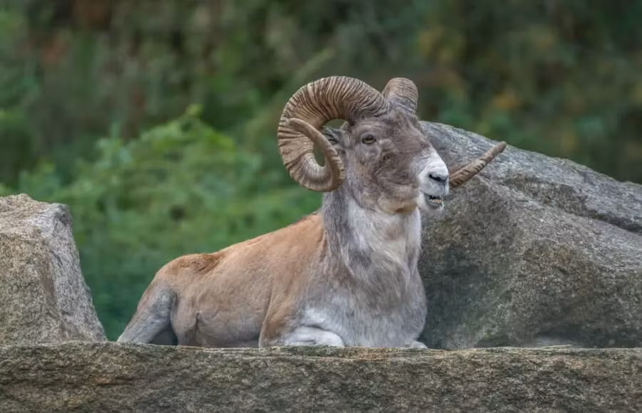 3. Cừu Argali: Cừu Argali có cặp sừng lớn và phát triển theo hình tròn hướng ra ngoài.