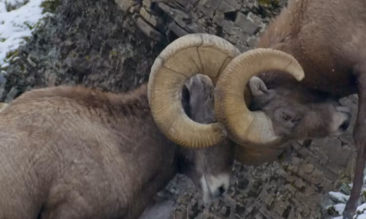 Như vậy, vũ khí bảo vệ bản thân của các loài động vật trong tự nhiên đôi khi lại chính là nguyên nhân khiến chúng tự kết thúc cuộc đời của mình.