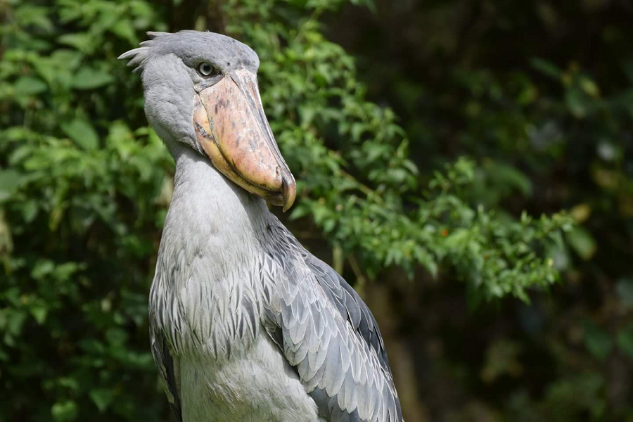 Chúng tấn công cá sấu con khi cha mẹ của chúng không ở gần, và với chiếc mỏ nhọn và cứng, chúng có thể tóm gọn con mồi một cách nhanh chóng.
