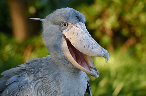 Với số lượng chỉ khoảng 5.000 con trên toàn thế giới, cò mỏ giày được coi là loài dễ bị tổn thương và đang đối diện với mối đe dọa lớn nhất từ hoạt động của con người.