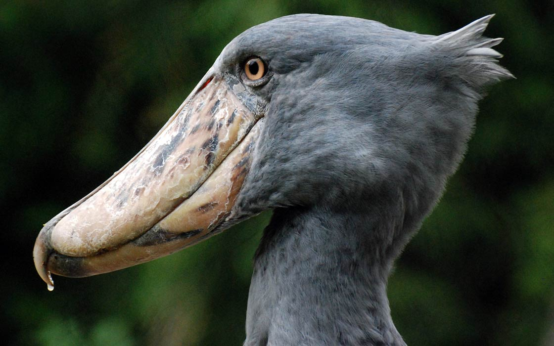 Dù là loài chim quý hiếm, nhưng số lượng cò mỏ giày đang giảm và đang đối mặt với nguy cơ từ hoạt động con người. Mặc dù là loài sống đơn độc, chúng ghép đôi trọn đời và chỉ đẻ 3 quả trứng trong một ổ, với chỉ một con non sống sót tới tuổi trưởng thành do sự cạnh tranh giữa các con non.