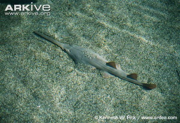 Chúng thuộc bộ cá đuối, với đặc trưng là một mũi sụn dài ra ở mõm, được sử dụng như một công cụ đào bới để tìm kiếm thức ăn và là vũ khí tự vệ.