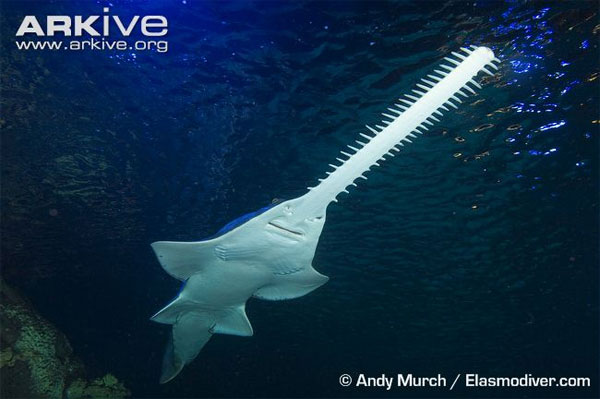 Cá đao chỉ sống ở vùng nước nông và lầy lội, có khả năng di chuyển giữa khu vực nước ngọt và nước mặn.