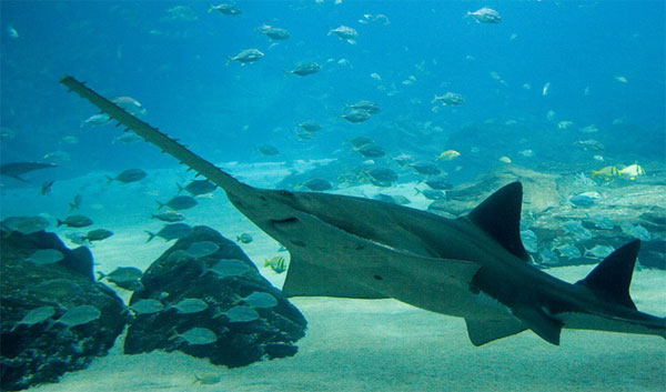 Chúng có thể trở nên cực kỳ nguy hiểm nếu bị khiêu khích.