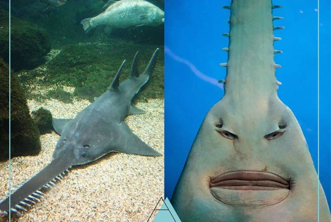 Tất cả các loài cá đao được coi là cực kỳ nguy cấp và đang bị đe dọa bởi việc săn bắt để lấy phần mõm hình cưa của chúng, cũng như vì dầu gan của chúng được sử dụng trong y học dân gian.