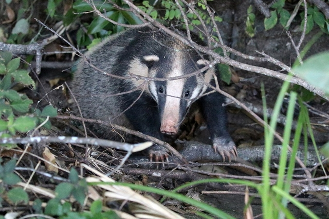 Đuôi của lửng lợn có những sợi lông dài màu trắng, và bàn chân trước của nó có móng vuốt màu trắng.