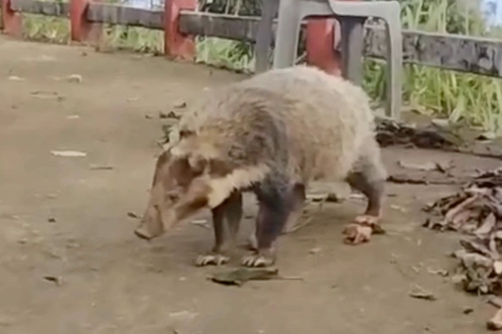 Đây là sự kiện hiếm hoi và đáng quý trong việc bảo tồn động vật hoang dã. Lửng lợn Đông Dương, có tên khoa học Arctonyx collaris dictator, phân bố ở nhiều nước trong khu vực Đông Á. (Ảnh cắt từ video do VQG Bạch Mã cung cấp).