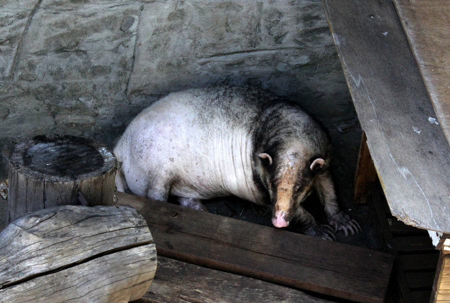 Lửng lợn Đông Dương ở Việt Nam, chúng cũng được tìm thấy và được gọi với những cái tên như lương mu (trong tiếng Tày) hay được gọi dưới một số tên khác chồn hoang, con cúi, gấu lợn hay còn gọi đơn giản là lửng lợn vì ở Việt Nam chỉ có phân loài này, tên lửng lợn được đặt do đặc điểm mũi của nó giống như của lợn rừng.