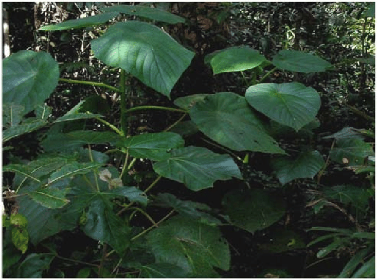 Cây Dendrocnide moroides cũng nổi tiếng với khả năng thích ứng và sự sống sót ở nhiều môi trường khác nhau, từ vùng sa mạc đến rừng nhiệt đới. Sự đau đớn của nó được xem như một cơ chế tự bảo vệ, giúp loài cây này chống lại sự xâm lược của động vật.