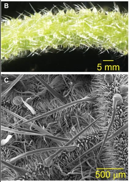 Succinylcholine ảnh hưởng đến quá trình giải phóng các chất dẫn truyền thần kinh, làm tăng cảm giác đau. Ngoài ra, nó còn cản trở sự giao tiếp bình thường giữa các tế bào thần kinh, làm tăng thêm cường độ đau. Điều này được xem là một chiến lược tự vệ của cây để đẩy lùi động vật ăn cỏ và bảo vệ bản thân.