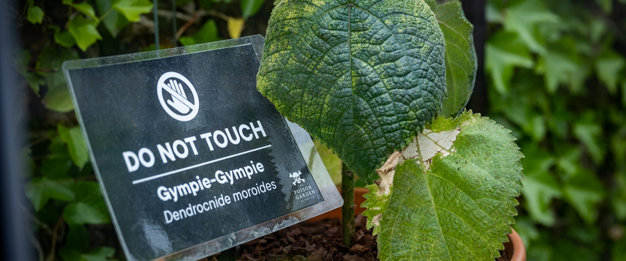 Sự đau đớn của cây Dendrocnide moroides đã thúc đẩy nhận thức về bảo vệ môi trường và giữ gìn thiên nhiên. Con người bắt đầu nhìn nhận thực vật như là những sinh linh có khả năng cảm nhận và trải nghiệm cảm xúc, và điều này đã tăng cường ý thức về cần phải tôn trọng và bảo vệ thực vật.