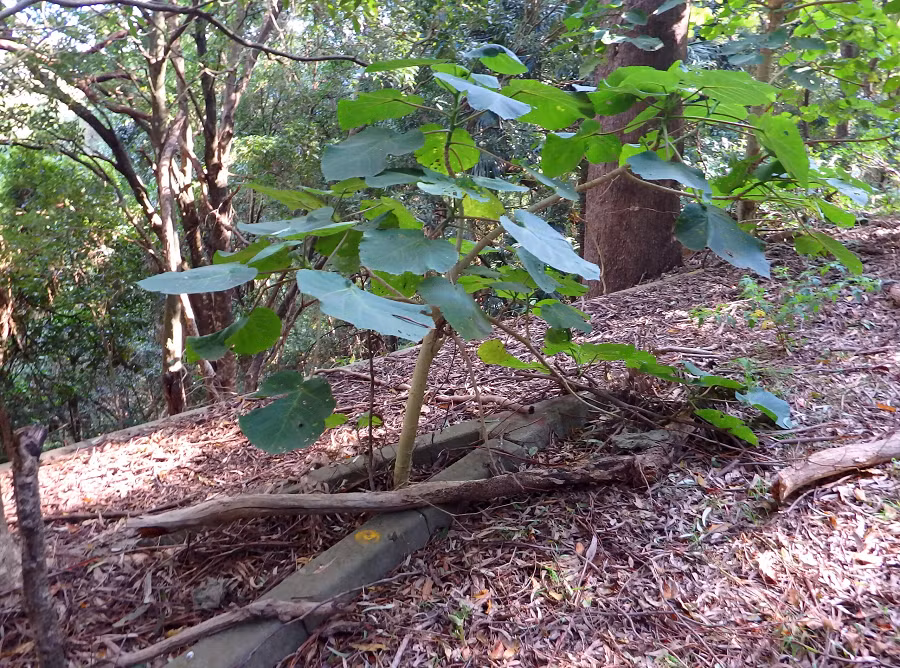 Với những phát hiện này, loài cây Dendrocnide moroides không chỉ là một hiện tượng độc đáo trong thế giới thực vật mà còn là một cảnh báo về sự cần thiết phải bảo vệ môi trường và tôn trọng cuộc sống của tất cả các loài trên Trái Đất.