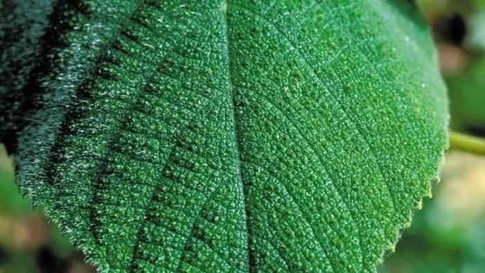 Mặc dù có ngoại hình đẹp nhưng cây lại chứa những chiếc gai sắc nhọn. Những chiếc gai này chứa một dạng dây thần kinh gọi là succinylcholine, khi châm vào da, chúng sẽ nhanh chóng tiết ra chất độc và làm đau dữ dội cho con người.